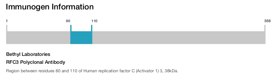 RFC3 Polyclonal Antibody
