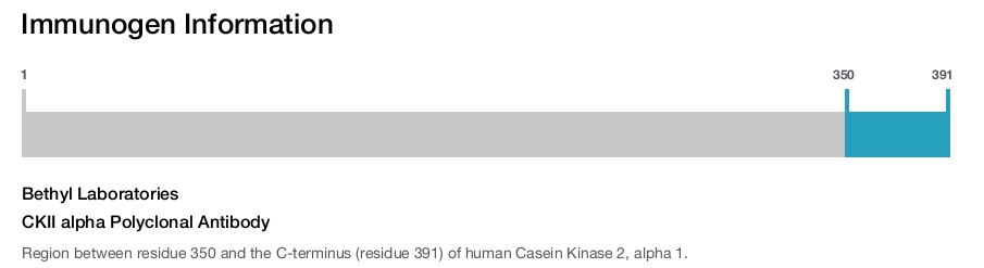 CKII alpha Polyclonal Antibody