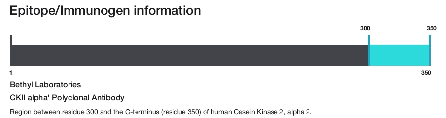 CKII alpha' Polyclonal Antibody