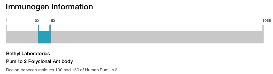 Pumilio 2 Polyclonal Antibody