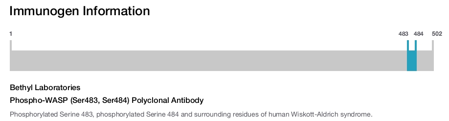 Phospho-WASP (Ser483, Ser484) Polyclonal Antibody