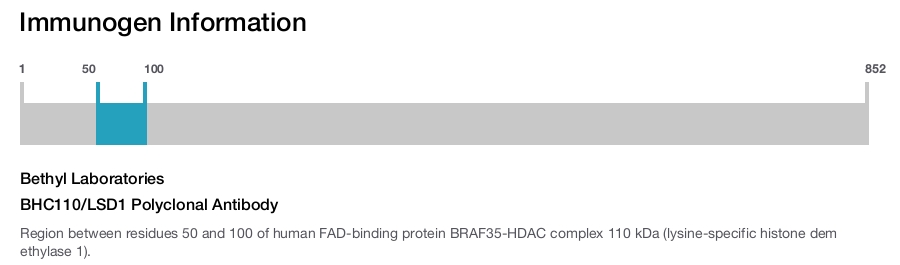 BHC110/LSD1 Polyclonal Antibody