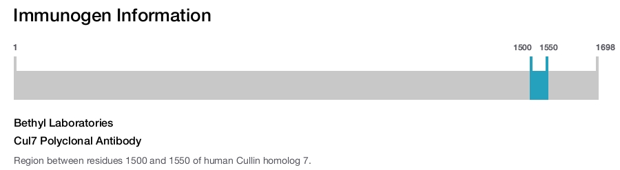 Cul7 Polyclonal Antibody