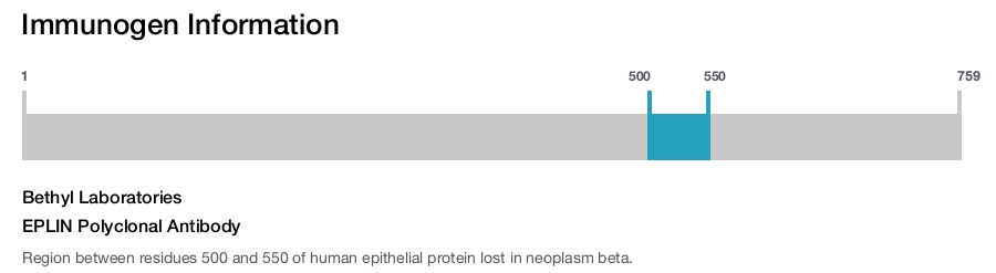EPLIN Polyclonal Antibody