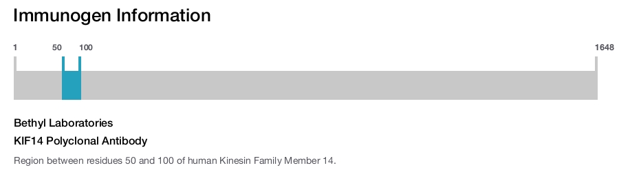 KIF14 Polyclonal Antibody