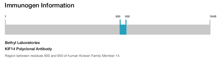 KIF14 Polyclonal Antibody