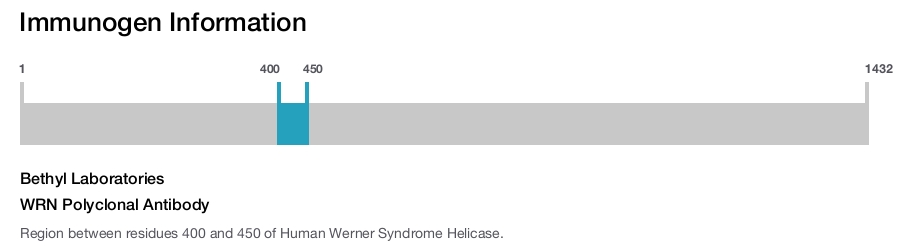 WRN Polyclonal Antibody