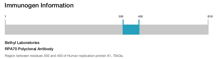 RPA70 Polyclonal Antibody
