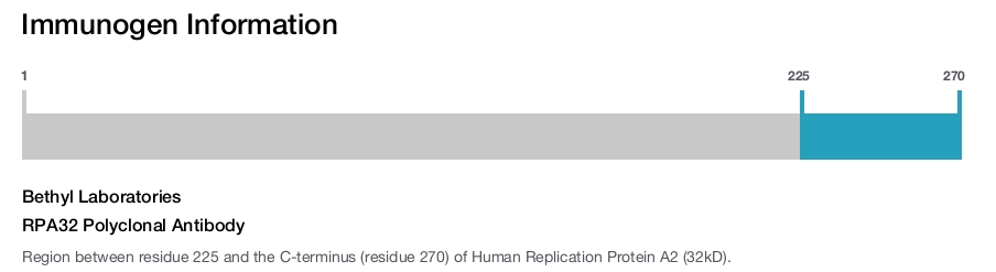 RPA32 Polyclonal Antibody