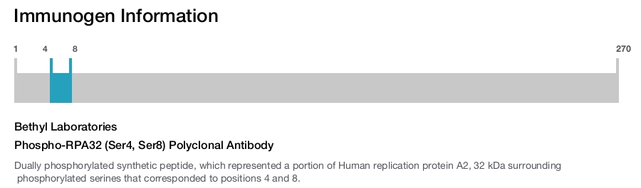 Phospho-RPA32 (Ser4, Ser8) Polyclonal Antibody