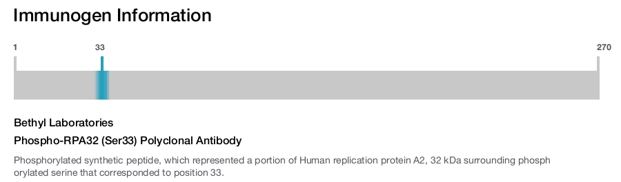 Phospho-RPA32 (Ser33) Polyclonal Antibody