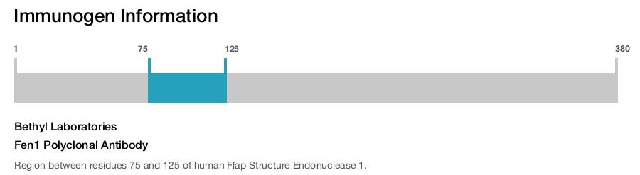 Fen1 Polyclonal Antibody