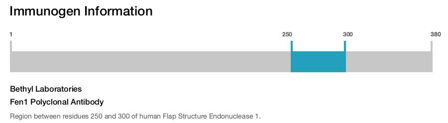 Fen1 Polyclonal Antibody