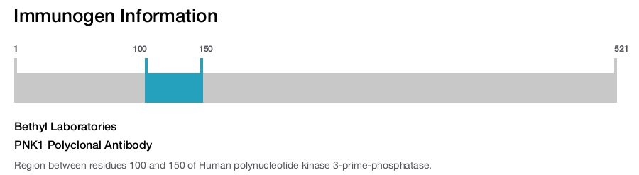PNK1 Polyclonal Antibody