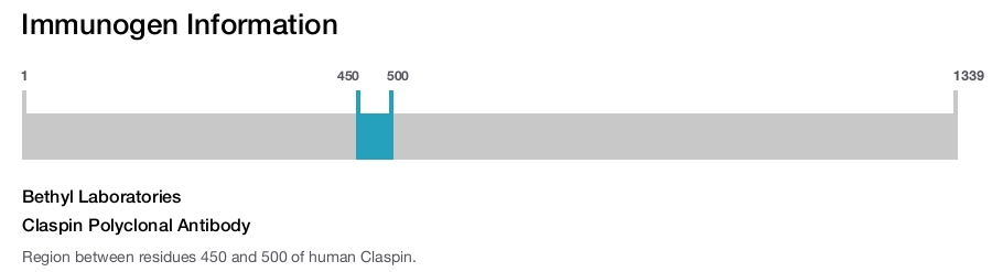 Claspin Polyclonal Antibody