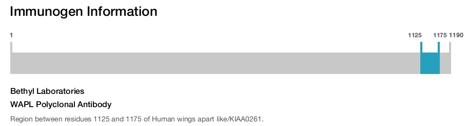 WAPL Polyclonal Antibody