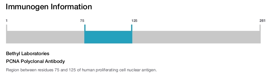 PCNA Polyclonal Antibody