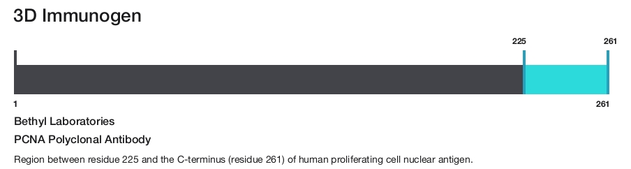 PCNA Polyclonal Antibody