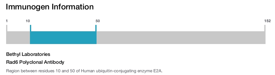 Rad6 Polyclonal Antibody