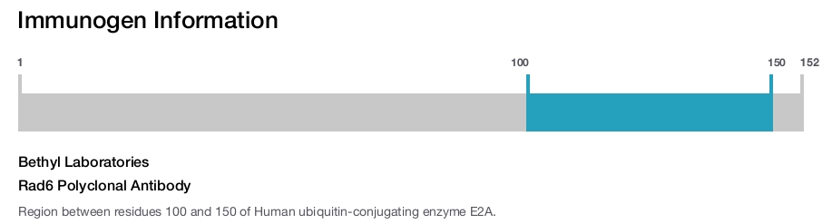 Rad6 Polyclonal Antibody