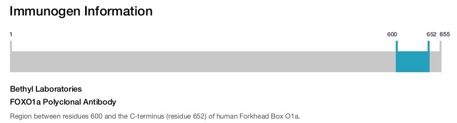 FOXO1a Polyclonal Antibody