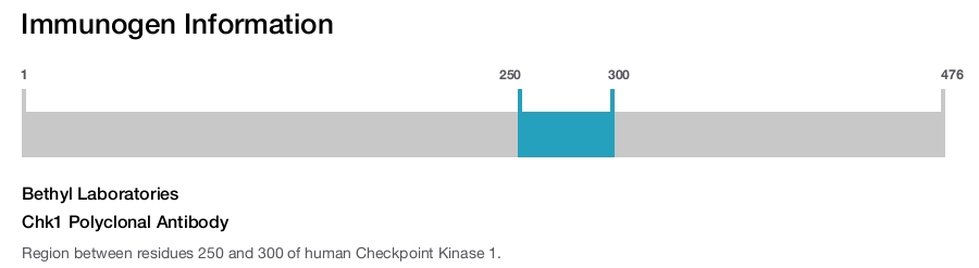 Chk1 Polyclonal Antibody
