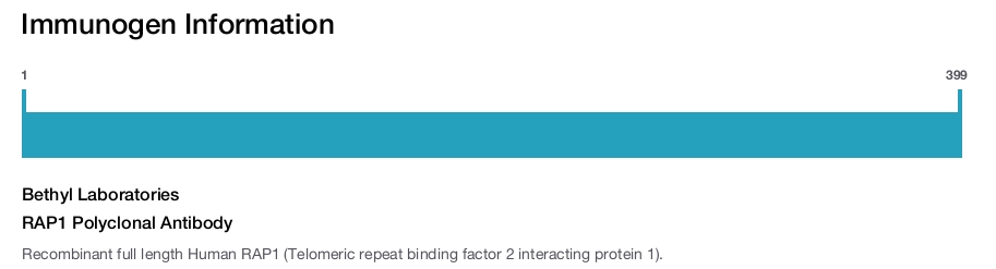 RAP1 Polyclonal Antibody