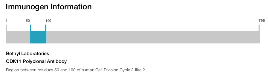 CDK11 Polyclonal Antibody