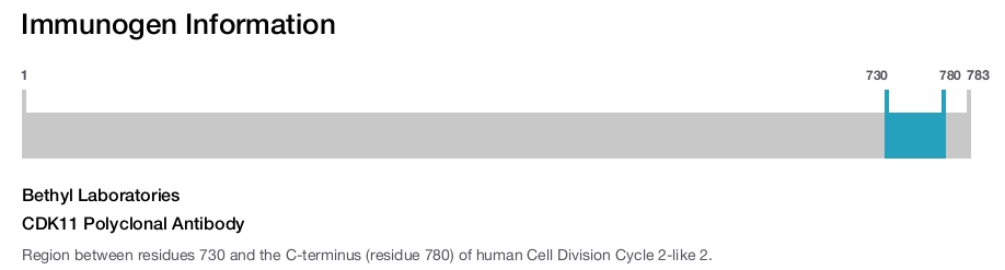 CDK11 Polyclonal Antibody