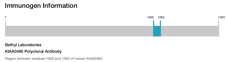 KIAA0460 Polyclonal Antibody