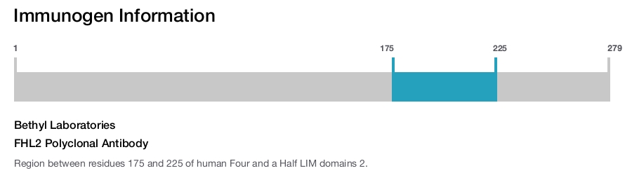FHL2 Polyclonal Antibody