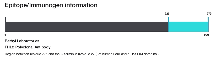 FHL2 Polyclonal Antibody