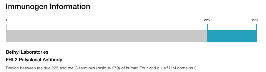 FHL2 Polyclonal Antibody