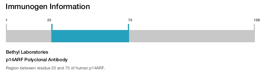 p14ARF Polyclonal Antibody