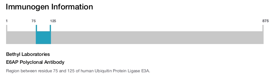 E6AP Polyclonal Antibody