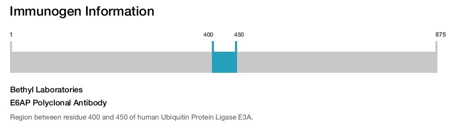 E6AP Polyclonal Antibody