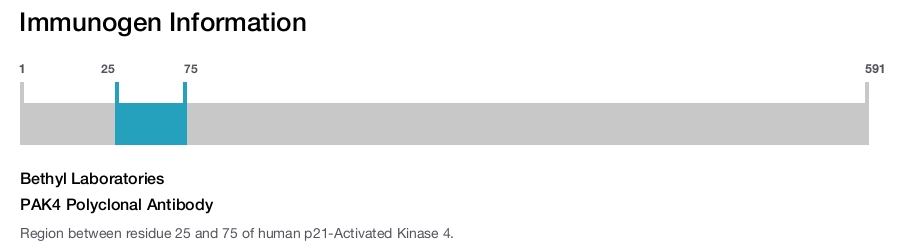 PAK4 Polyclonal Antibody