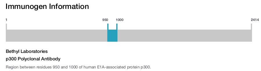 p300 Polyclonal Antibody