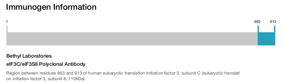 eIF3C/eIF3S8 Polyclonal Antibody