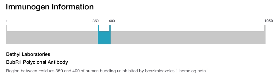 BubR1 Polyclonal Antibody