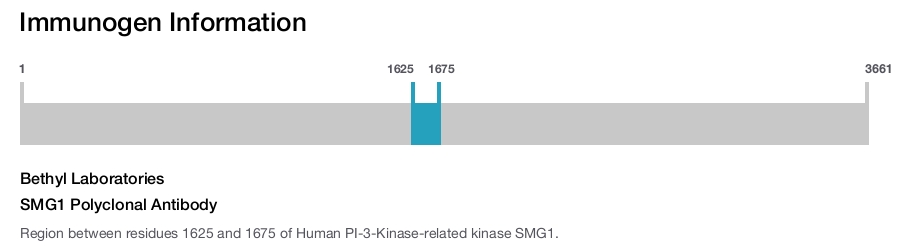 SMG1 Polyclonal Antibody