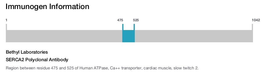 SERCA2 Polyclonal Antibody