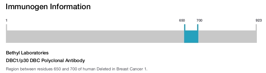 DBC1/p30 DBC Polyclonal Antibody