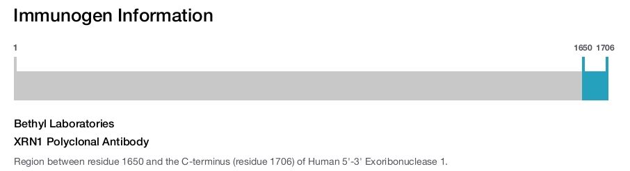 XRN1 Polyclonal Antibody