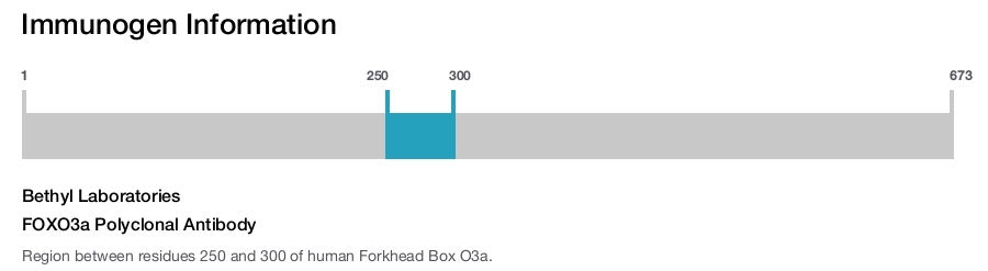 FOXO3a Polyclonal Antibody