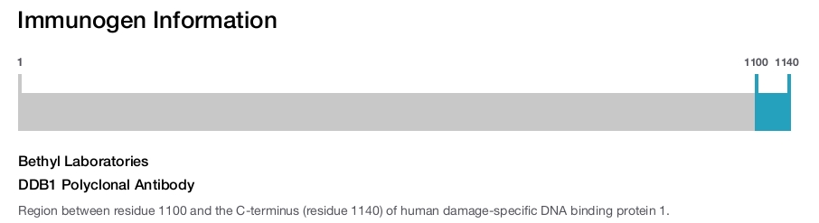 DDB1 Polyclonal Antibody