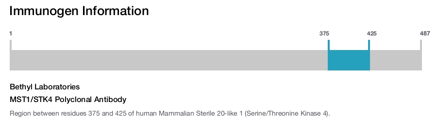 MST1/STK4 Polyclonal Antibody