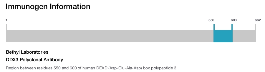 DDX3 Polyclonal Antibody