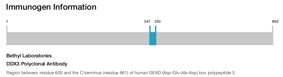 DDX3 Polyclonal Antibody