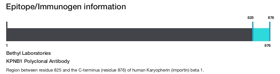 KPNB1 Polyclonal Antibody